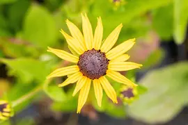 Rudbeckia fulgida 'Goldsturm' (Zonnehoed) - afbeelding 11