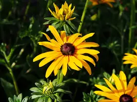 Rudbeckia fulgida 'Goldsturm' (Zonnehoed) - afbeelding 2