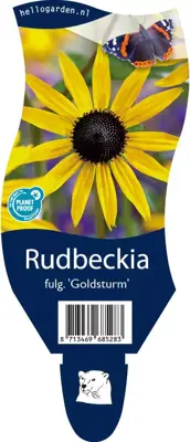 Rudbeckia fulgida 'Goldsturm' (Zonnehoed) - afbeelding 1