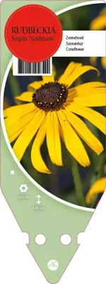 Rudbeckia Fulgida Goldsturm (Zonnehoed) - afbeelding 1