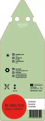 Rudbeckia Fulgida Goldsturm (Zonnehoed) - afbeelding 2