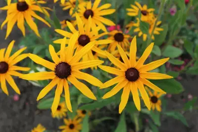 Rudbeckia fulgida 'Goldsturm' (Zonnehoed) - afbeelding 3