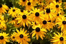 Rudbeckia fulgida 'Goldsturm' (Zonnehoed) - afbeelding 4