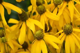 Rudbeckia fulgida 'Goldsturm' (Zonnehoed) - afbeelding 5