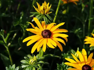 Rudbeckia fulgida 'Goldsturm' (Zonnehoed) - afbeelding 2