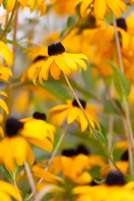 Rudbeckia fulgida 'Goldsturm' (Zonnehoed) - afbeelding 7