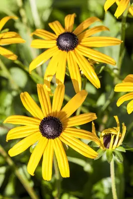 Rudbeckia fulgida 'Goldsturm' (Zonnehoed) - afbeelding 9