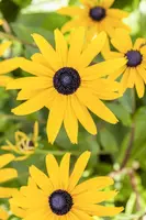 Rudbeckia fulgida 'Goldsturm' (Zonnehoed) - afbeelding 10