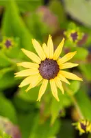 Rudbeckia fulgida 'Goldsturm' (Zonnehoed) - afbeelding 12
