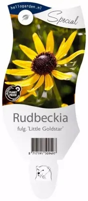 Rudbeckia fulgida 'Little Goldstar' (Zonnehoed) - afbeelding 1