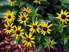 Rudbeckia fulgida 'Little Goldstar' (Zonnehoed) - afbeelding 2