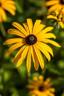 Rudbeckia fulgida var. deamii (Zonnehoed) - afbeelding 1