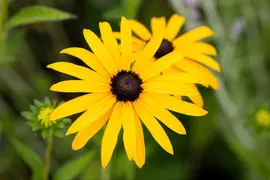 Rudbeckia fulgida var. deamii (Zonnehoed) - afbeelding 2
