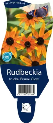 Rudbeckia triloba 'Prairie Glow' (Zonnehoed) - afbeelding 1