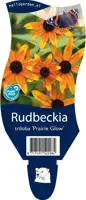 Rudbeckia triloba 'Prairie Glow' (Zonnehoed) - afbeelding 1