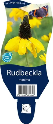Rudbeckia (Zonnehoed) - afbeelding 1