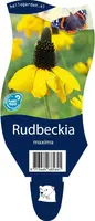 Rudbeckia (Zonnehoed) - afbeelding 1