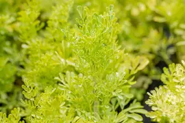 Ruta graveolens (Wijnruit) - afbeelding 2