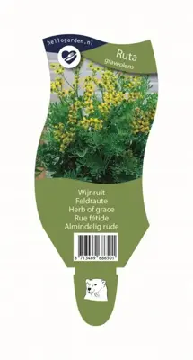 Ruta graveolens (Wijnruit) - afbeelding 1