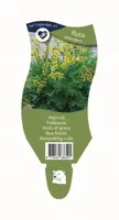 Ruta graveolens (Wijnruit) - afbeelding 1