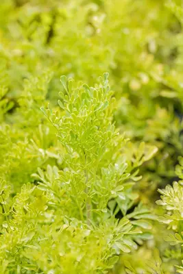 Ruta graveolens (Wijnruit) - afbeelding 3