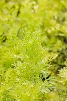 Ruta graveolens (Wijnruit) - afbeelding 3