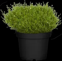 Sagina Subulata Senior (Vetmuur) - afbeelding 7