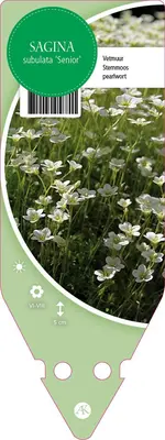 Sagina Subulata Senior (Vetmuur) - afbeelding 1