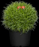 Sagina Subulata Senior (Vetmuur) - afbeelding 8