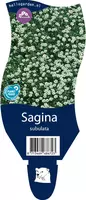 Sagina subulata (Stermos) - afbeelding 1