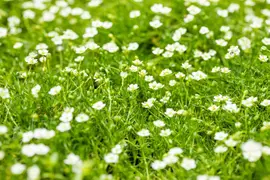Sagina Subulata (Vetmuur) - afbeelding 9
