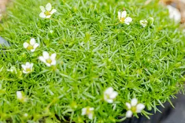 Sagina Subulata (Vetmuur) - afbeelding 10