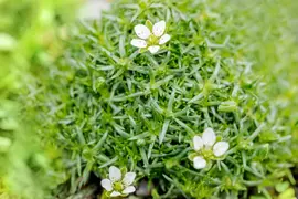 Sagina Subulata (Vetmuur) - afbeelding 11