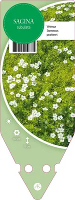 Sagina Subulata (Vetmuur) - afbeelding 1
