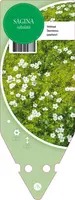 Sagina Subulata (Vetmuur) - afbeelding 1
