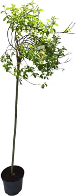 Salix caprea 'curly locks' c7.5 - afbeelding 1