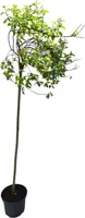 Salix caprea 'curly locks' c7.5 - afbeelding 1