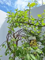 Salix caprea 'curly locks' c7.5 - afbeelding 2