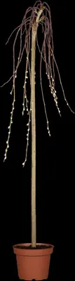 Salix caprea 'Pendula' (Wilg 'Pendula') - afbeelding 5