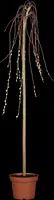 Salix caprea 'Pendula' (Wilg 'Pendula') - afbeelding 5