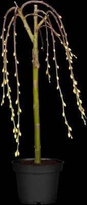 Salix caprea 'Pendula' (Wilg 'Pendula') - afbeelding 22