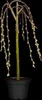 Salix caprea 'Pendula' (Wilg 'Pendula') - afbeelding 22