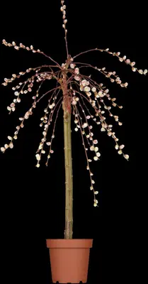 Salix caprea 'Pendula' (Wilg 'Pendula') - afbeelding 12