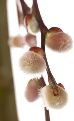 Salix caprea 'Pendula' (Wilg 'Pendula') - afbeelding 14