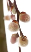 Salix caprea 'Pendula' (Wilg 'Pendula') - afbeelding 14