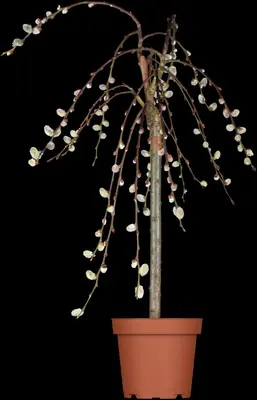 Salix caprea 'Pendula' (Wilg 'Pendula') - afbeelding 10