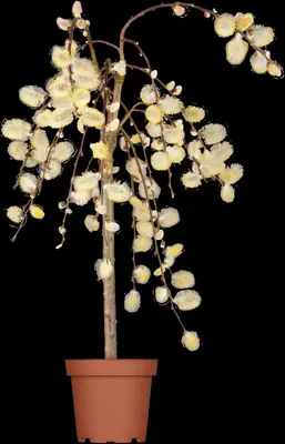 Salix caprea 'Pendula' (Wilg 'Pendula') - afbeelding 19