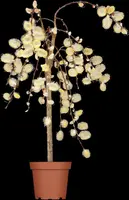 Salix caprea 'Pendula' (Wilg 'Pendula') - afbeelding 19