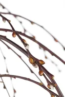 Salix caprea 'Pendula' (Wilg 'Pendula') - afbeelding 2