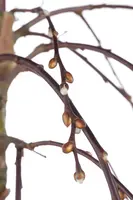 Salix caprea 'Pendula' (Wilg 'Pendula') - afbeelding 3